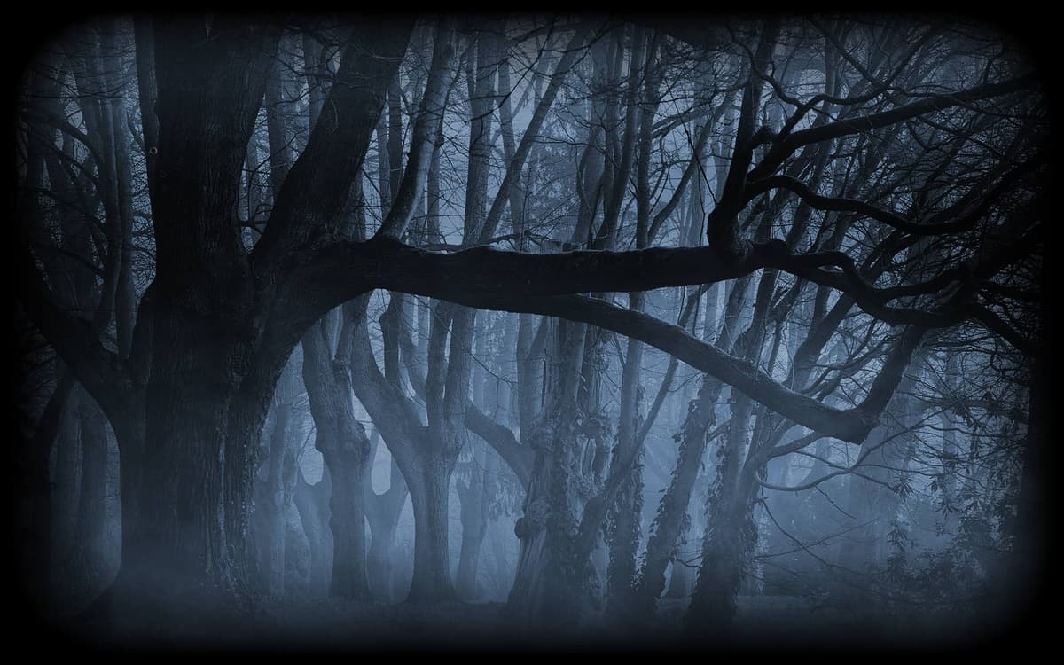 Cold forest