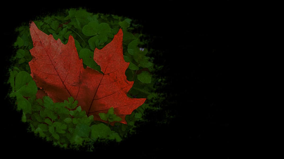 Leaf (Profile Background)
