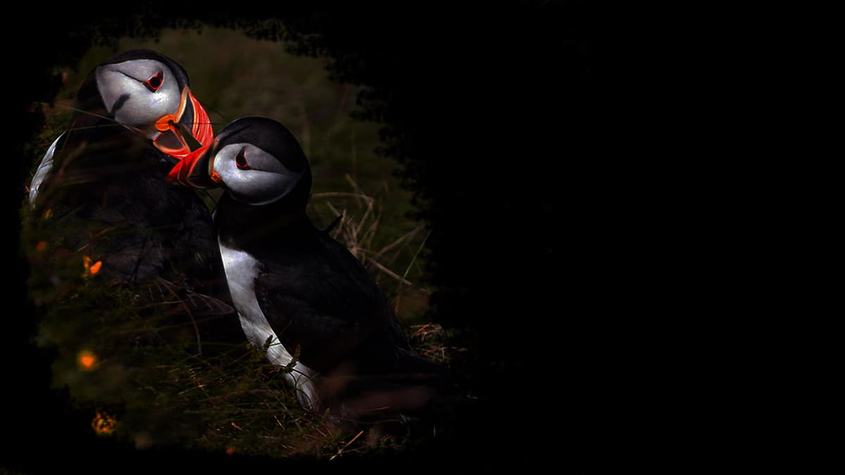 Puffins (Profile Background)