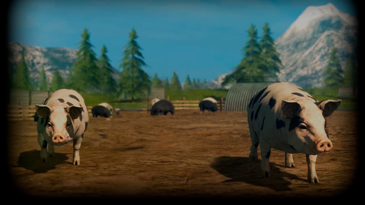 Pigs