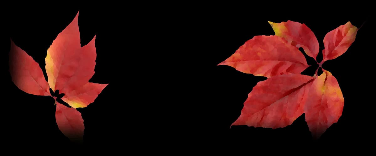 Two leaves