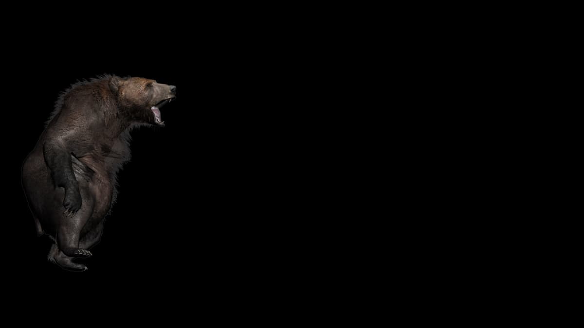 Bear Roar