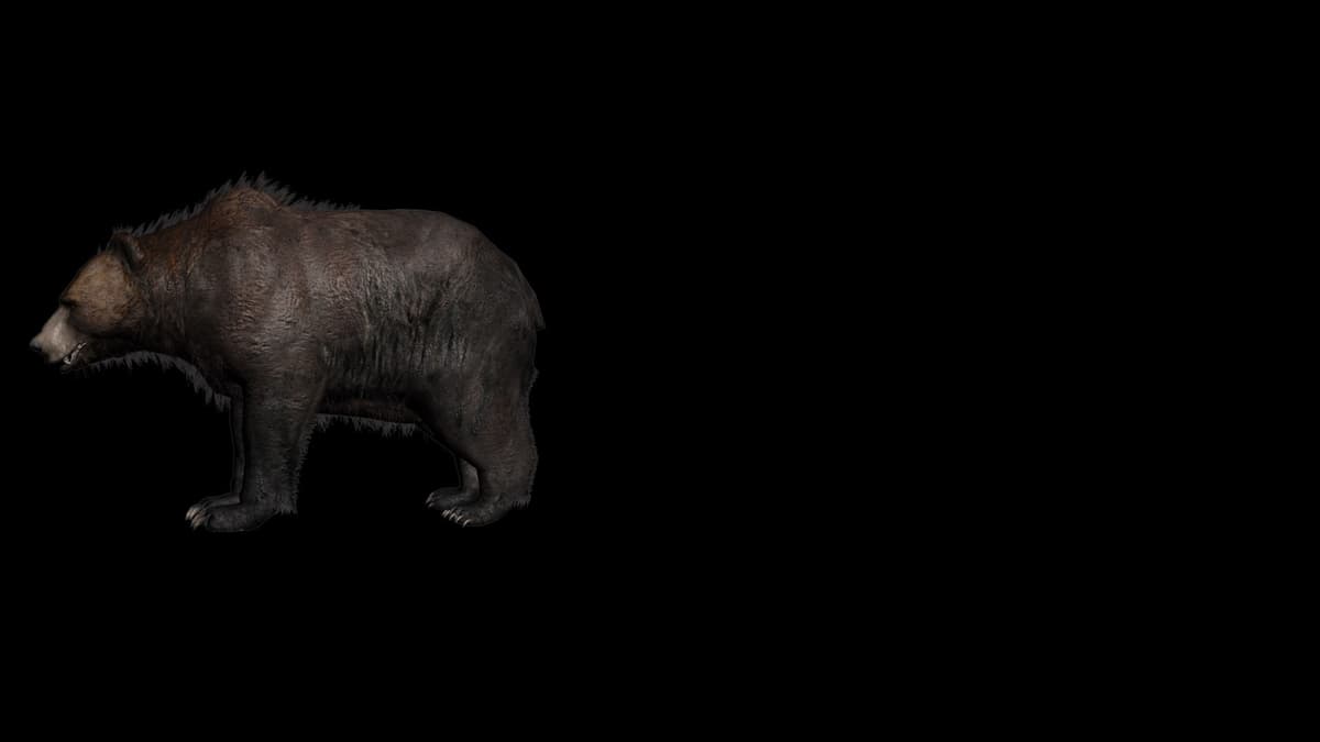 Grizzly Bear