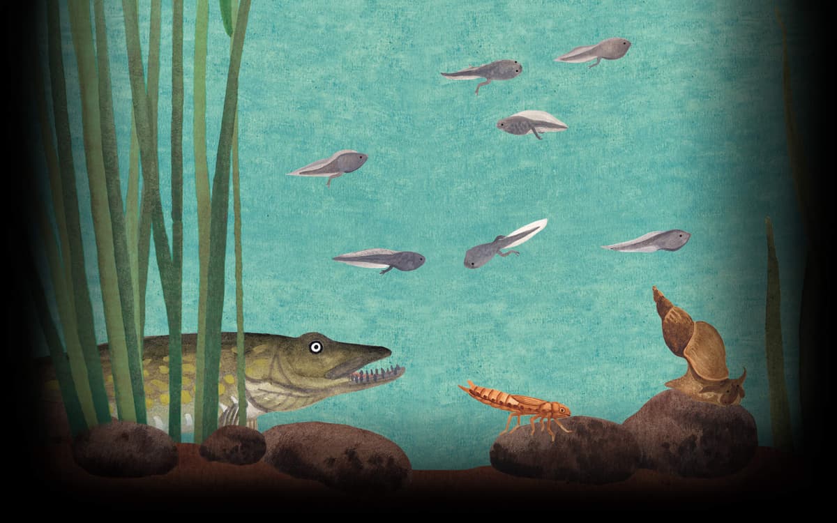 Pond (Profile Background)