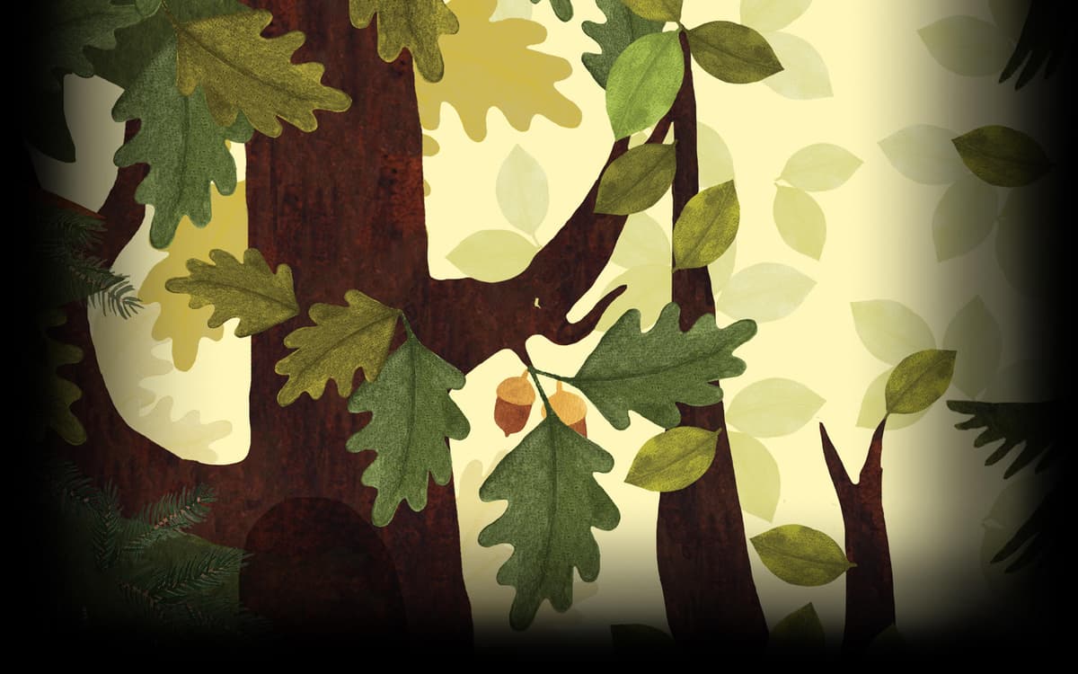 Forest (Profile Background)