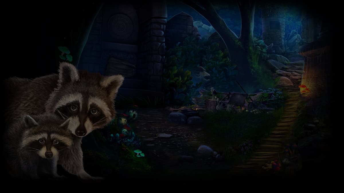 Racoons