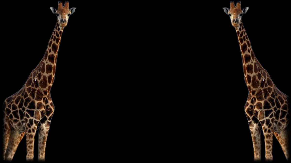 Giraffe (Profile Background)