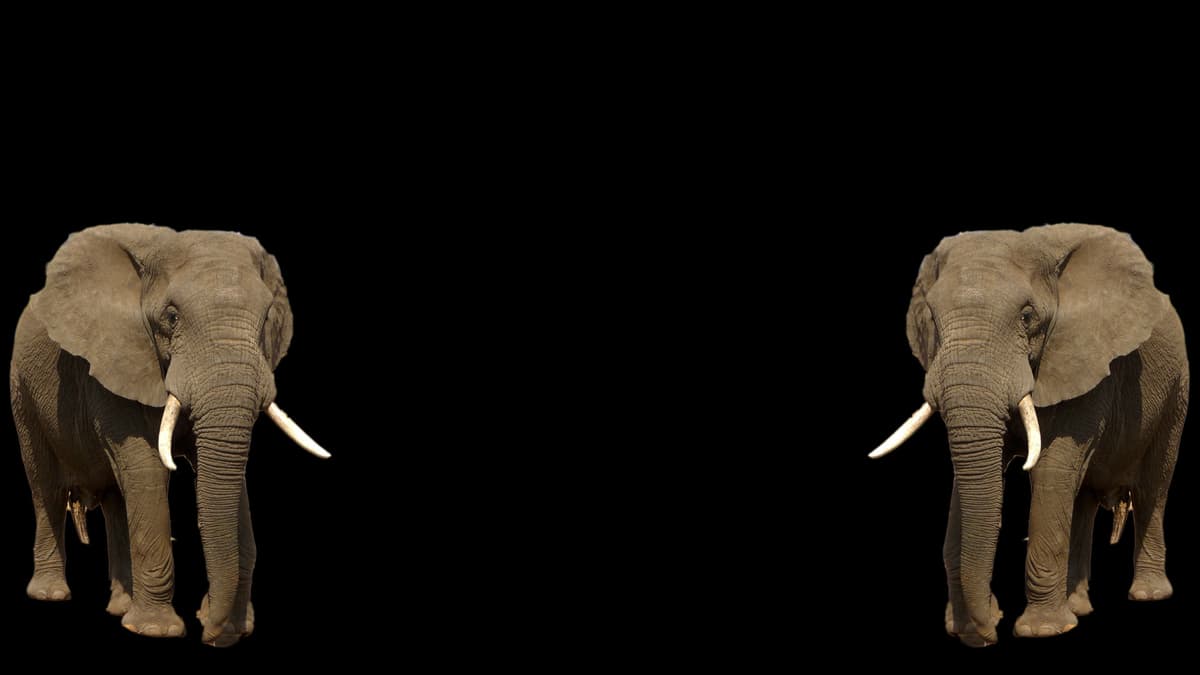 Elephant (Profile Background)