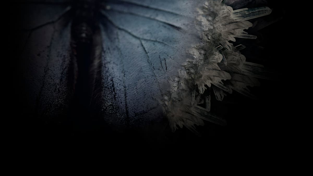 The Butterfly Sign Common Profile Background