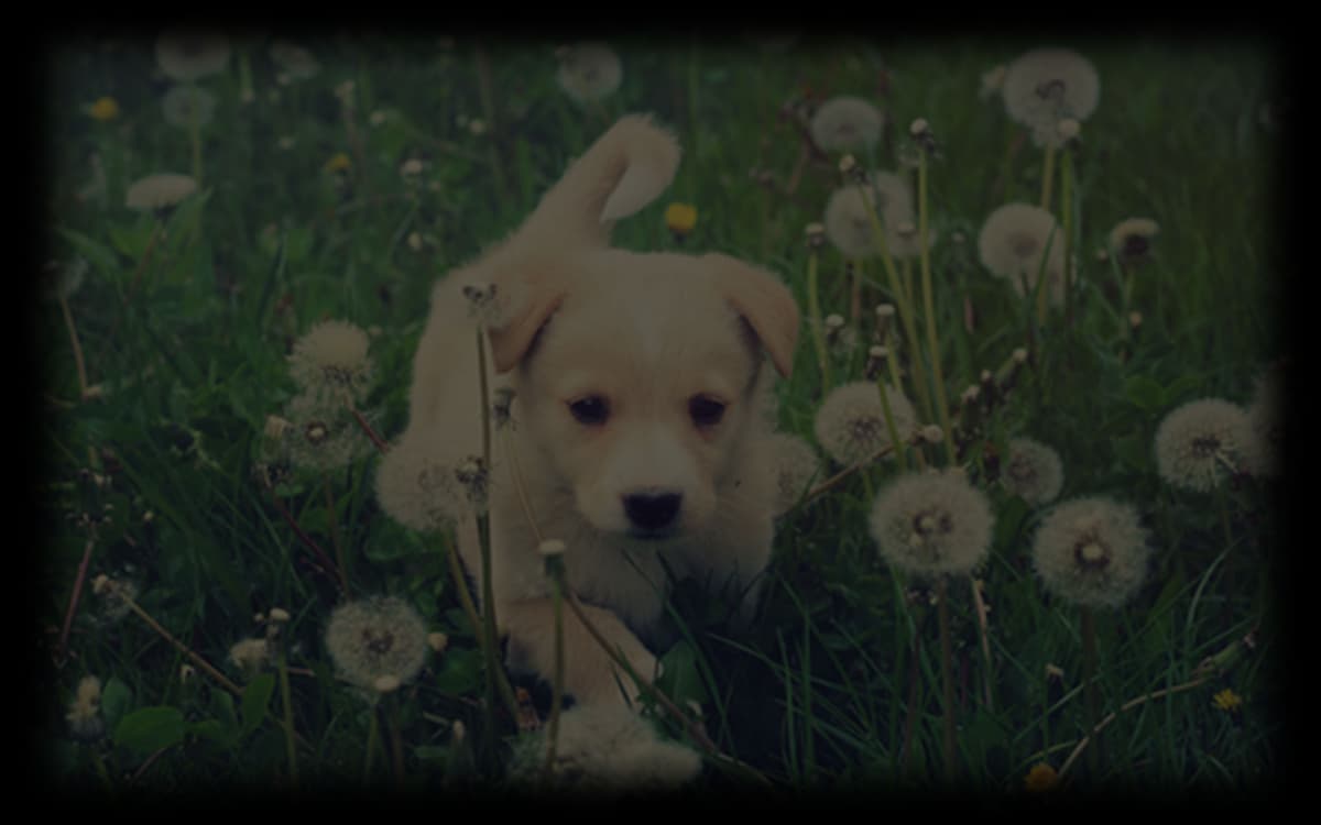 Puppie Fun