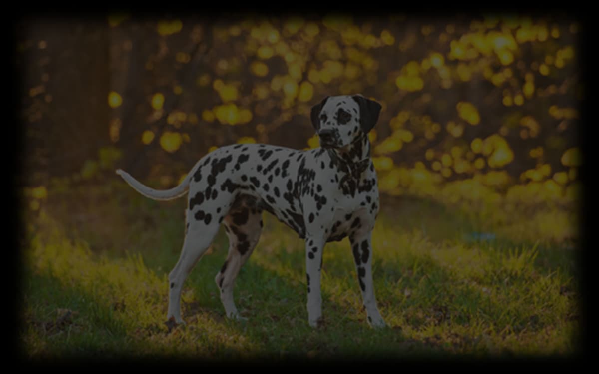 Spotty