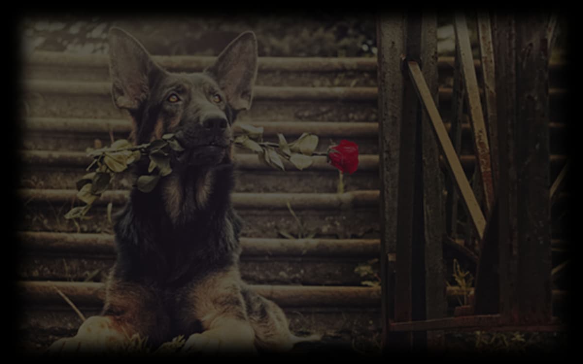 Romance On Paws