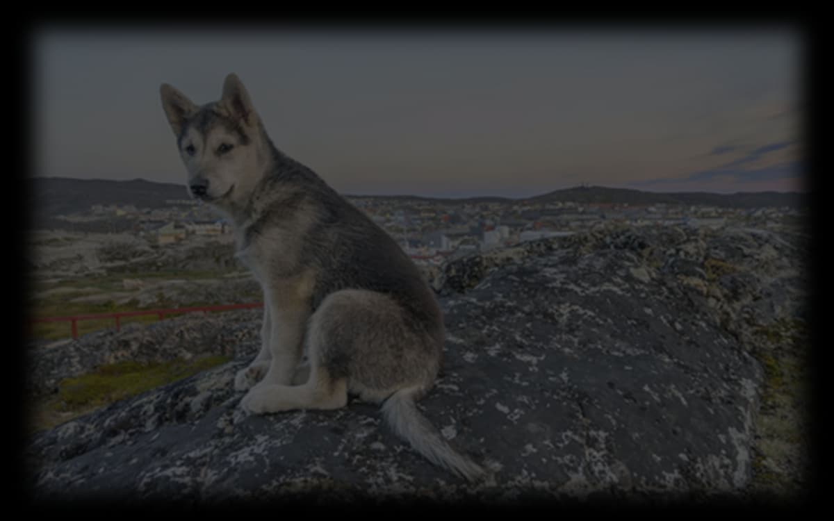 Wolfie