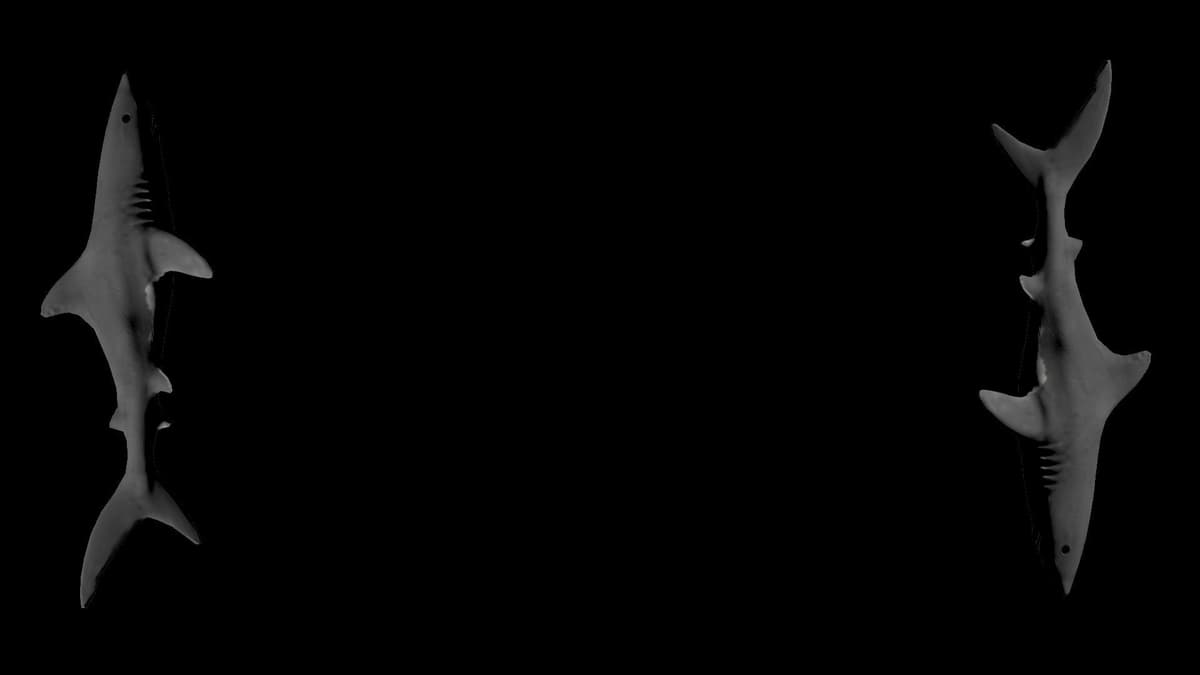 Sharks (Profile Background)