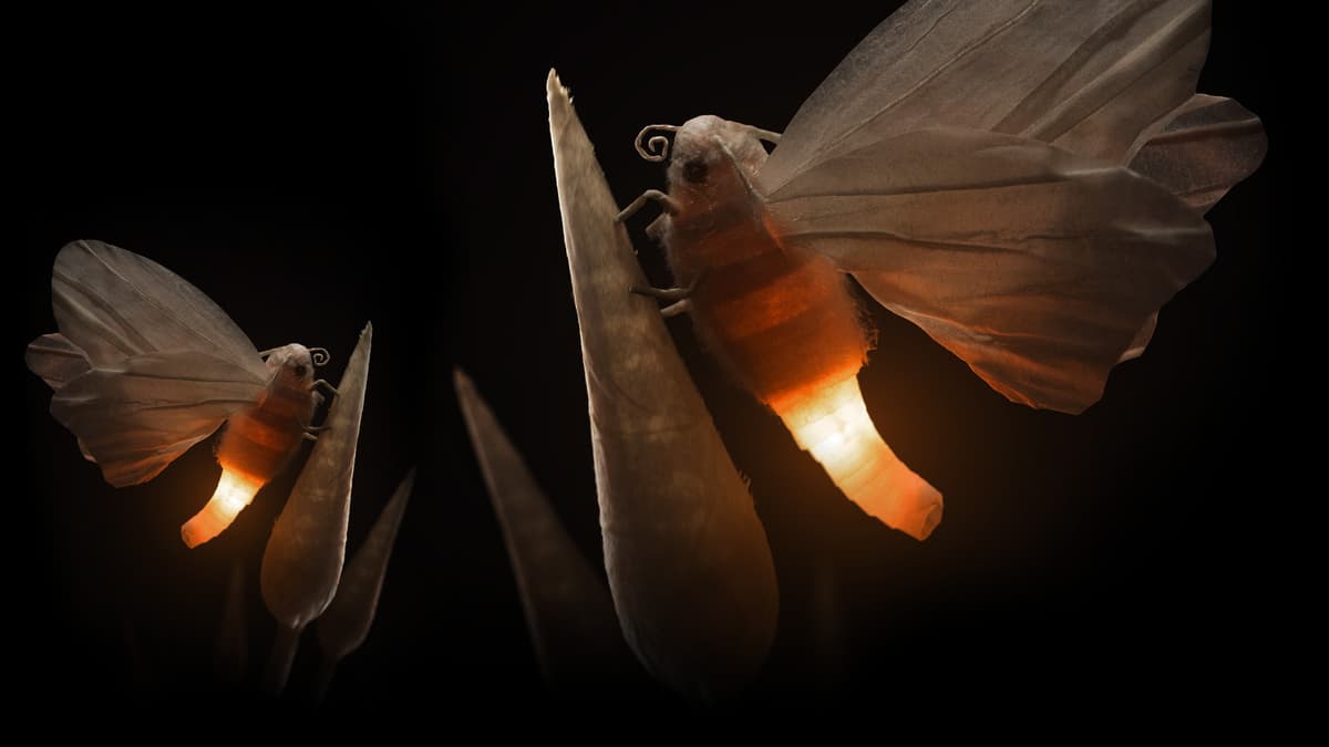 Butterfly (Profile Background)