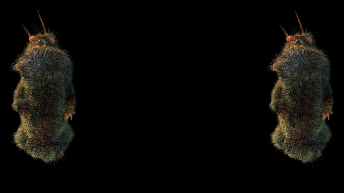 RH background 02