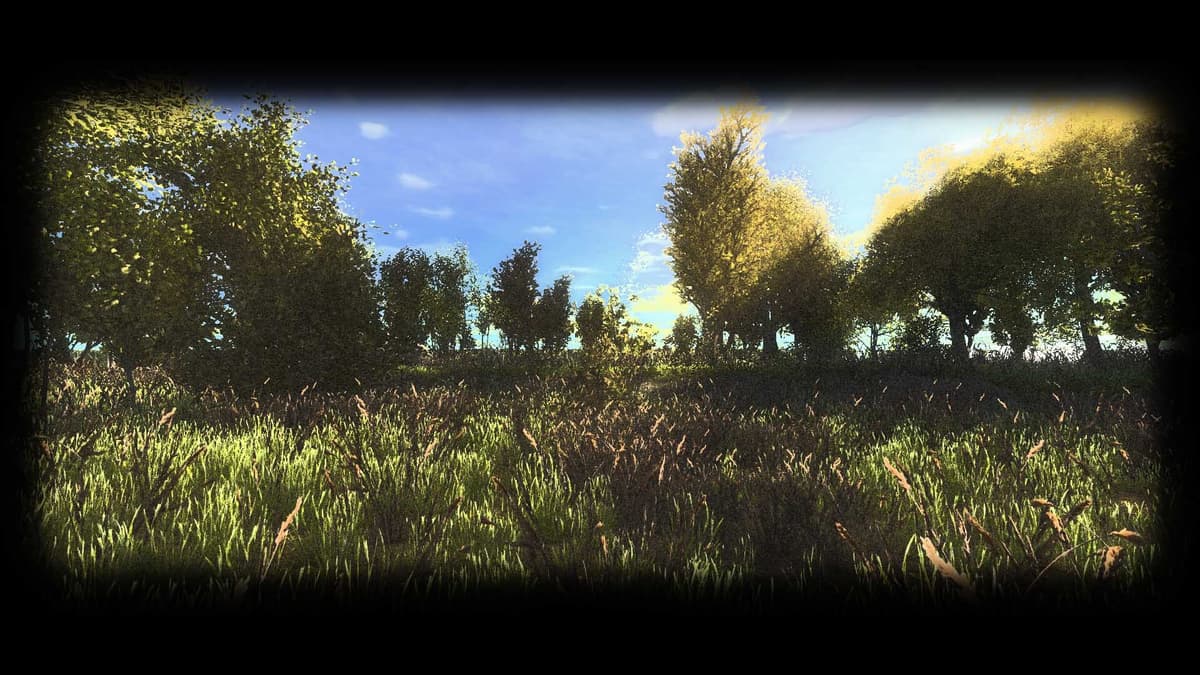 summer forest