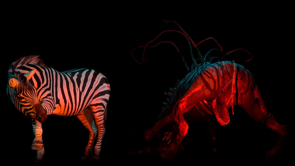 Zebra