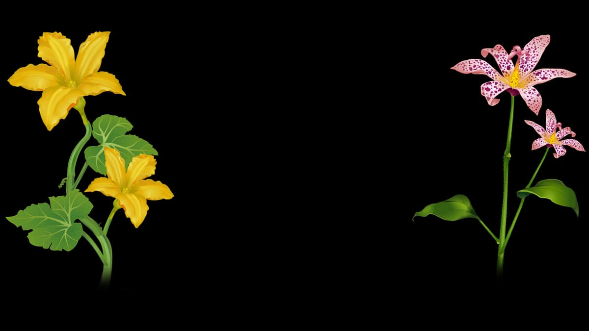 Squash & Toad Lily