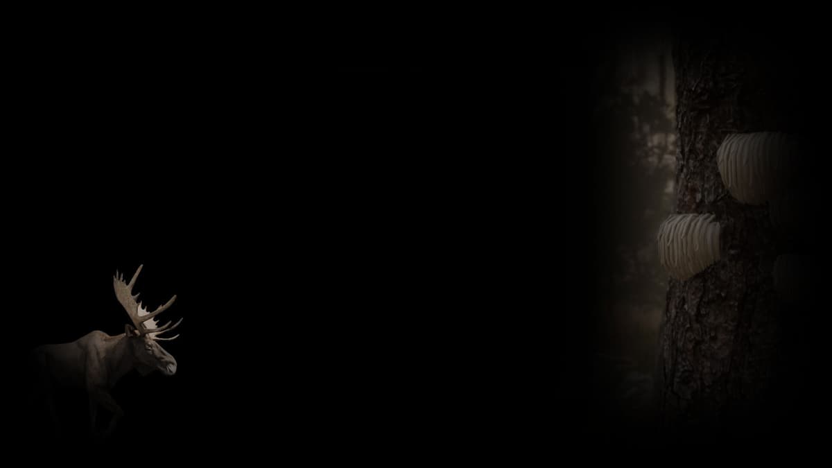 Moose Background