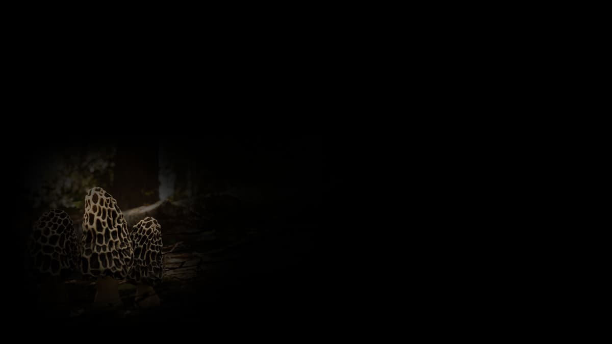 Morel Mushroom Background