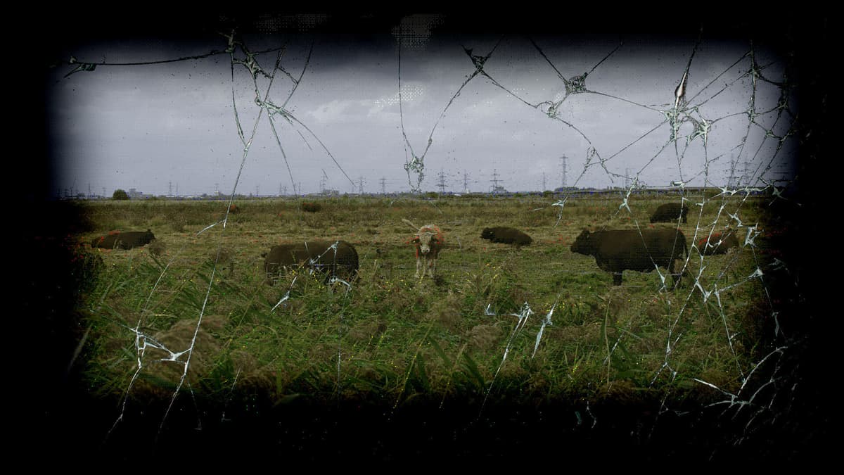 Field
