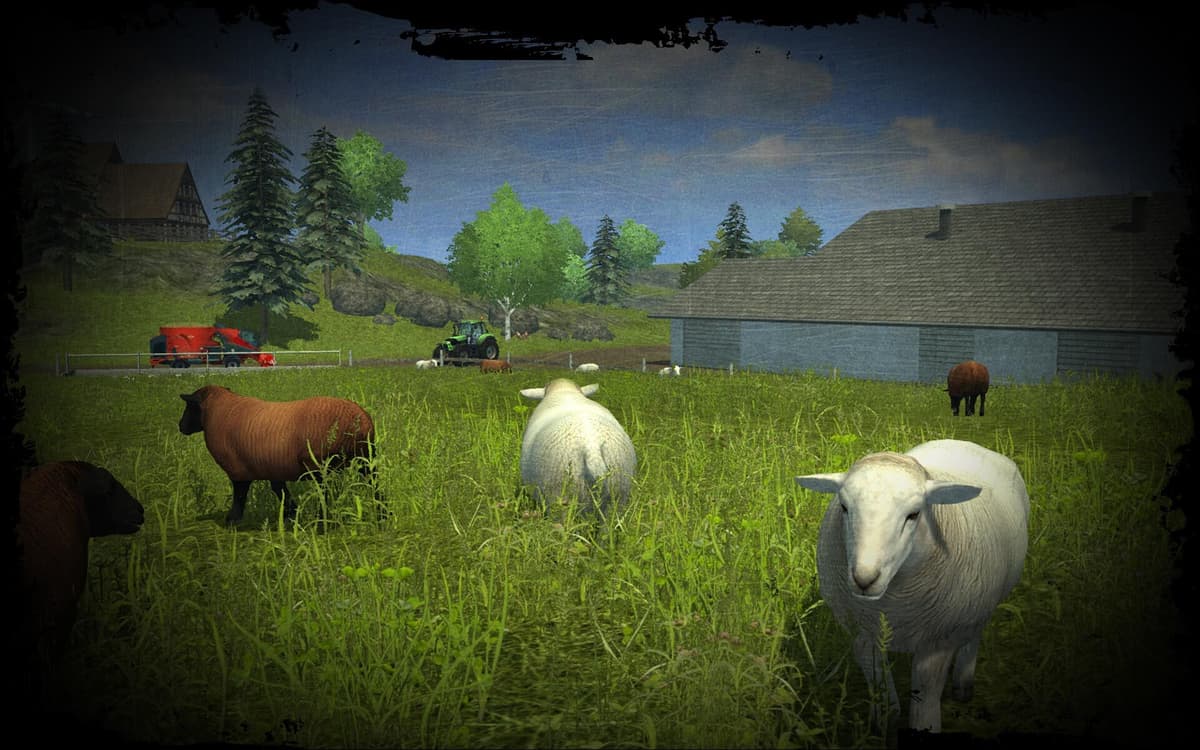 Sheep (Scientific name: Ovis aries)