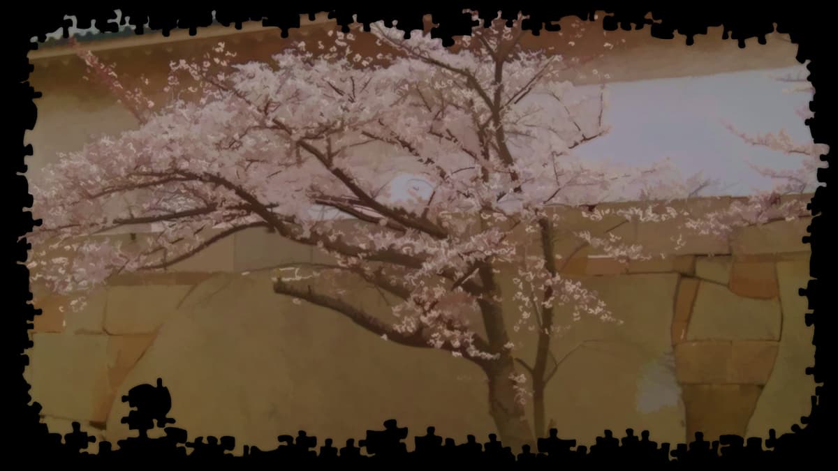 Cherry Blossom In Osaka Castle
