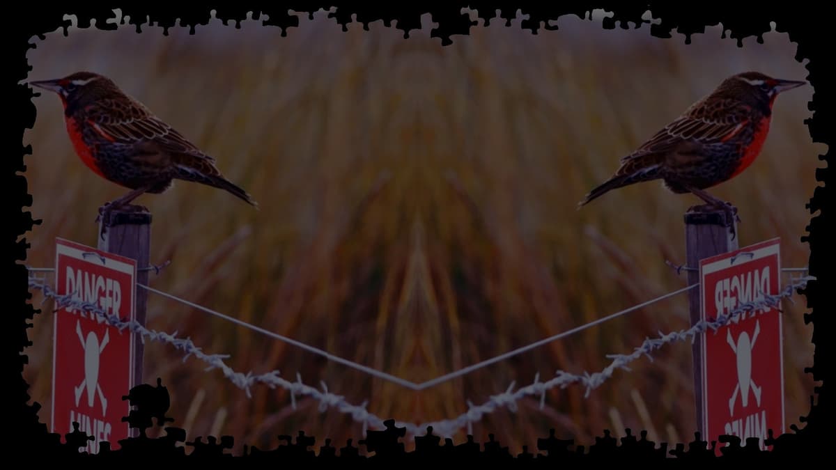 Long-tail Meadowlark