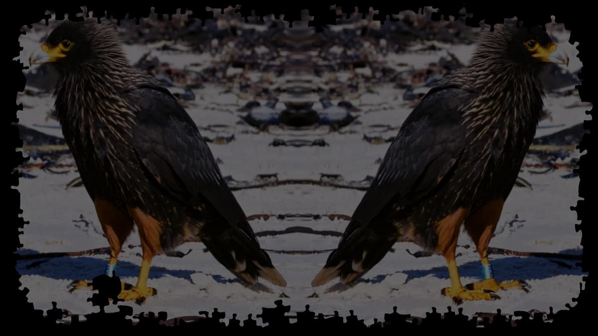 Striated Caracaras
