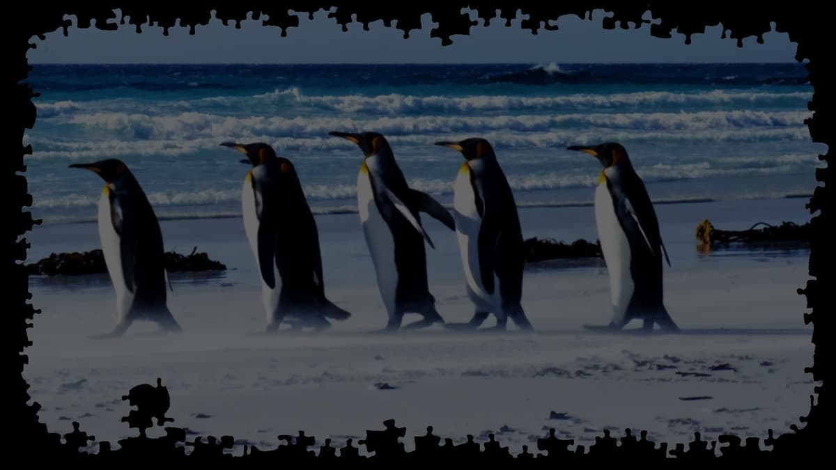 King Penguins