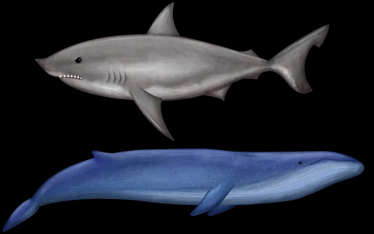 Great Blue