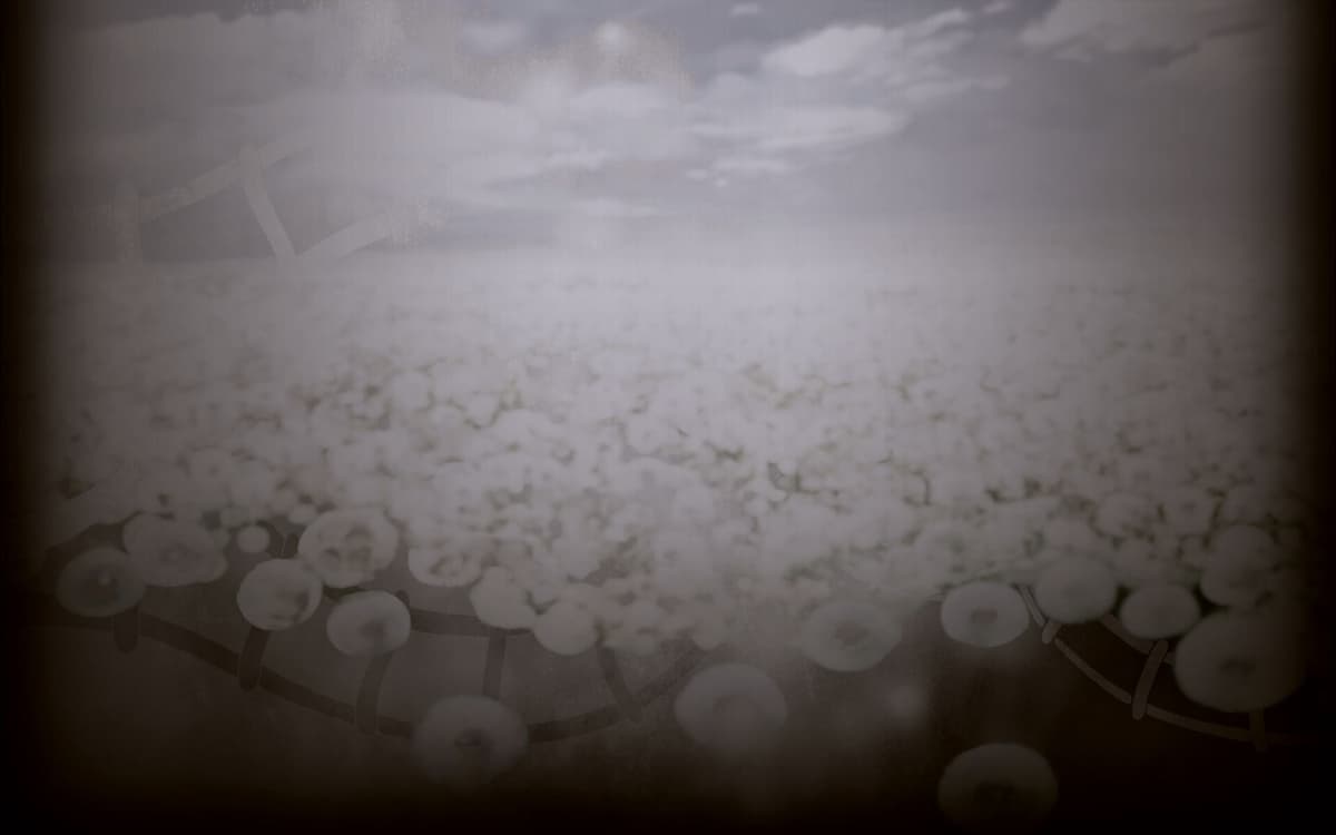 Flower Field