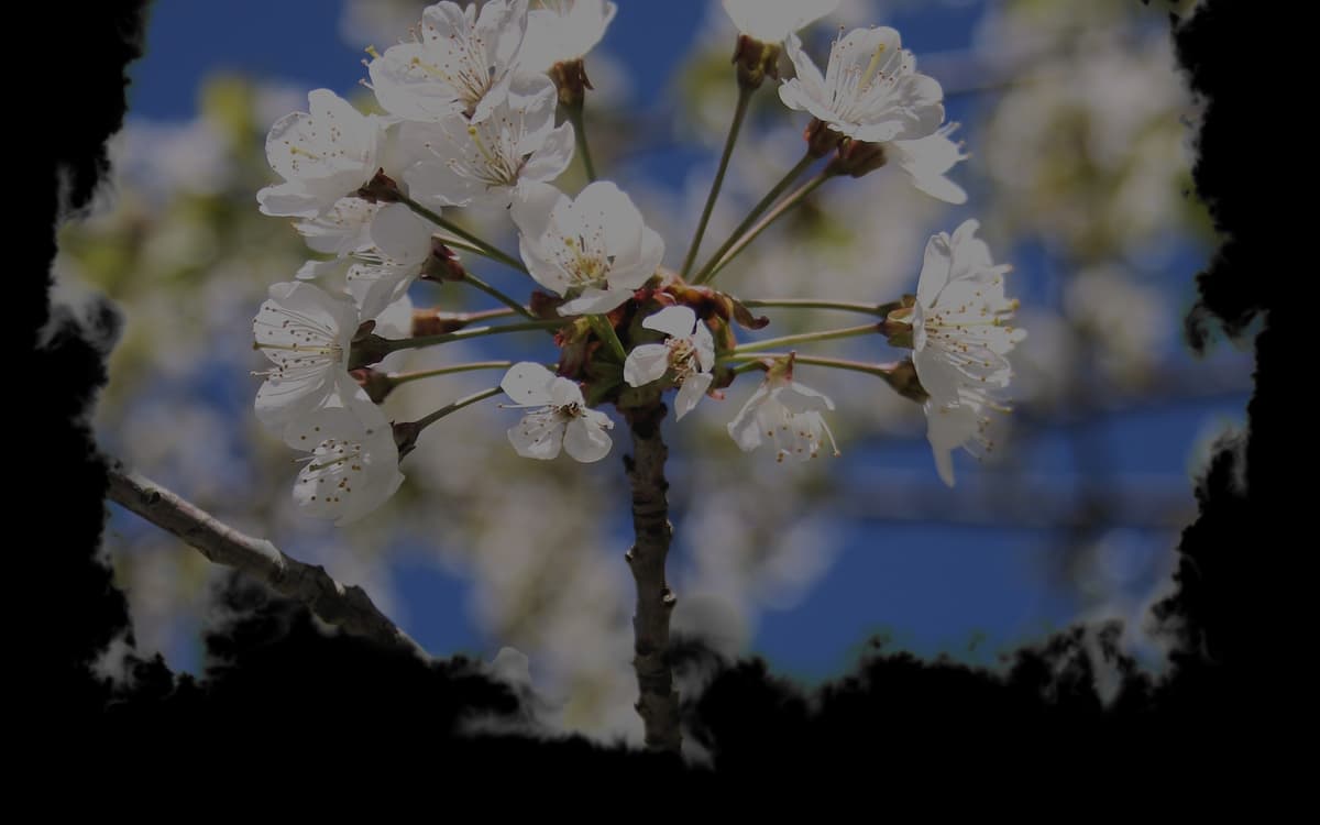 White tree (Profile Background)