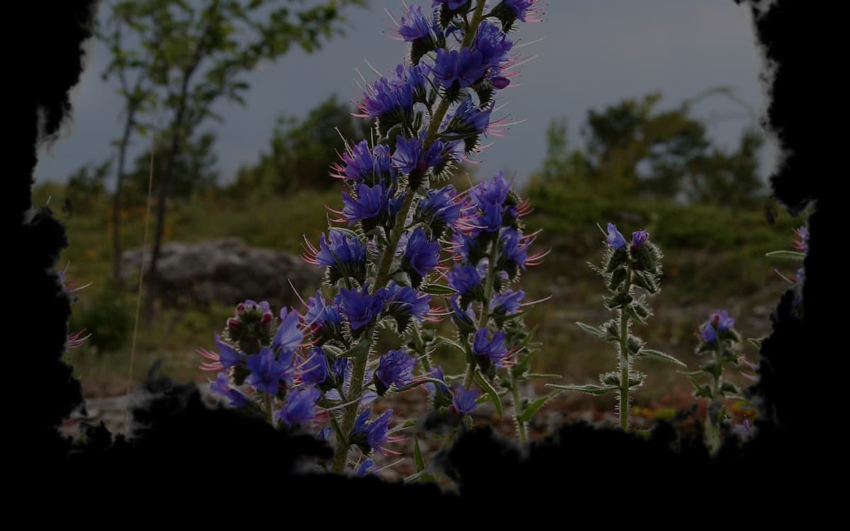 Viper's bugloss (Profile Background)