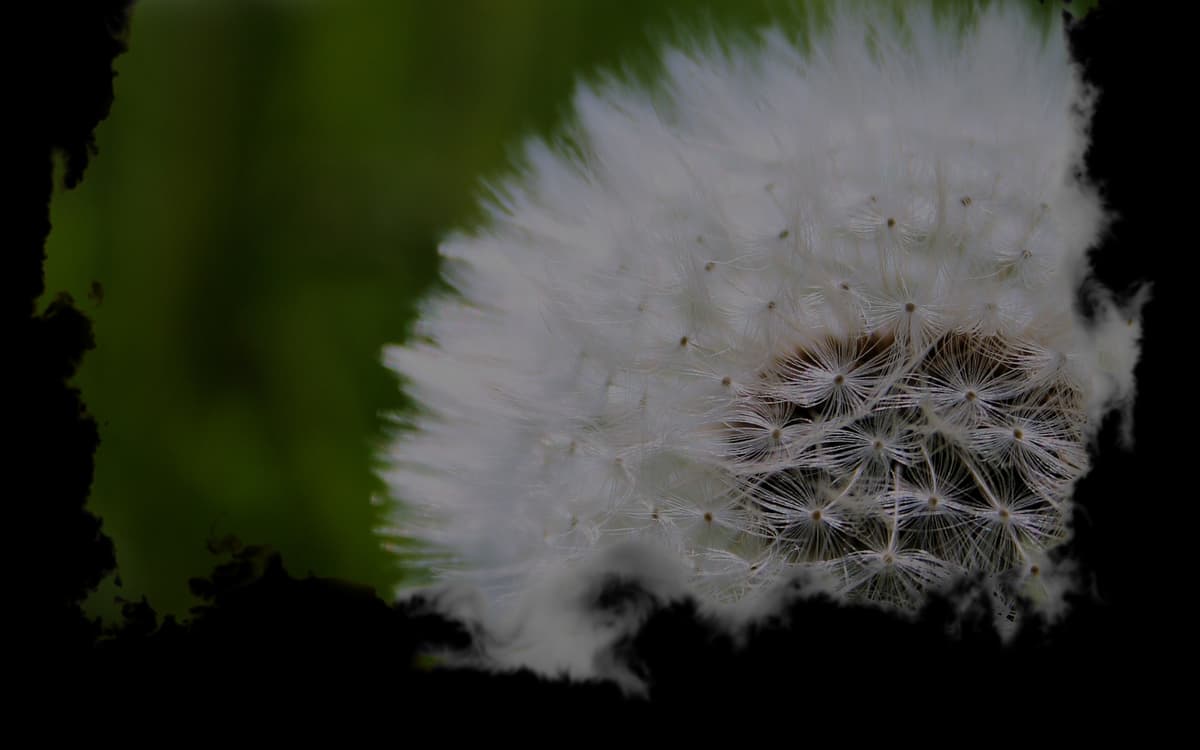 Dandelion (Profile Background)