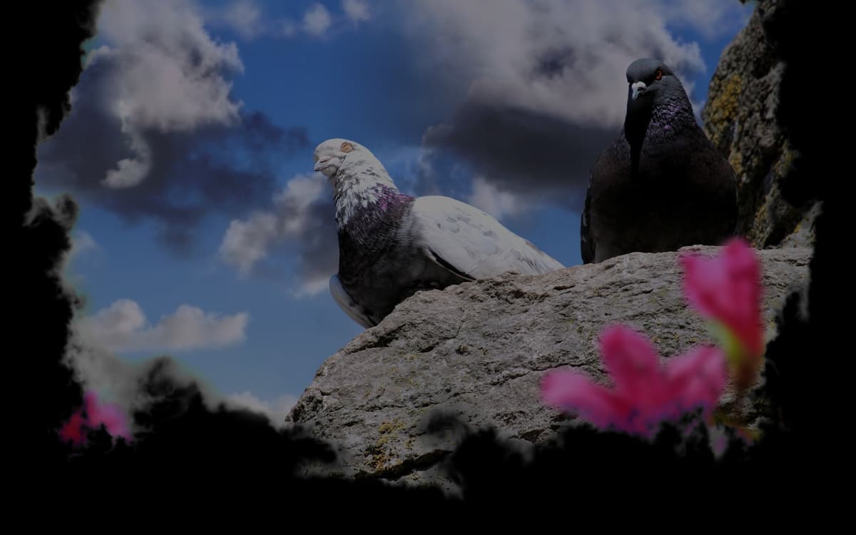 Doves (Profile Background)