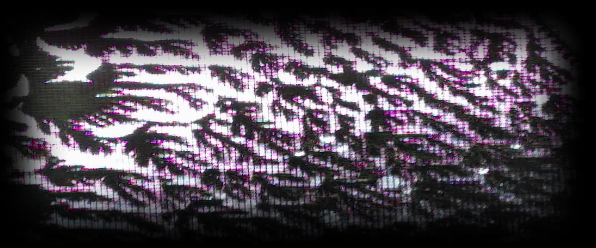The infection