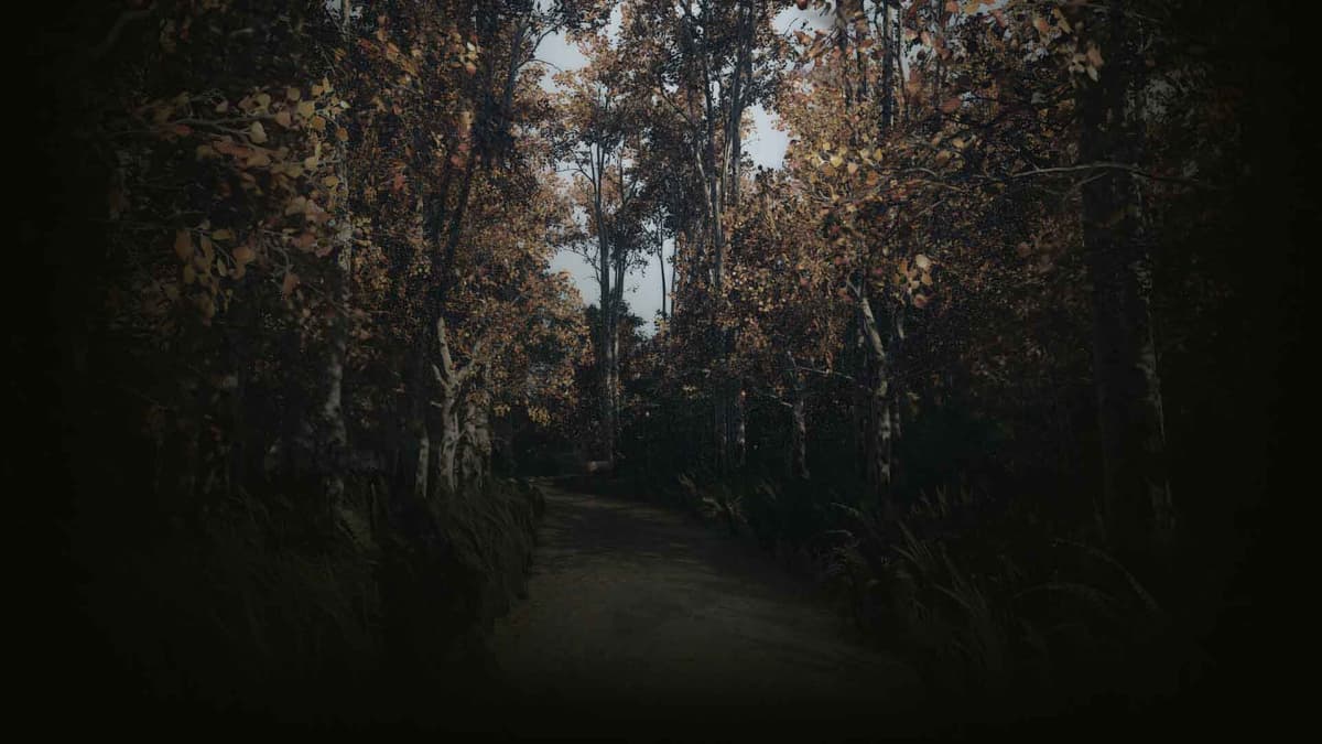 summer forest (Profile Background)