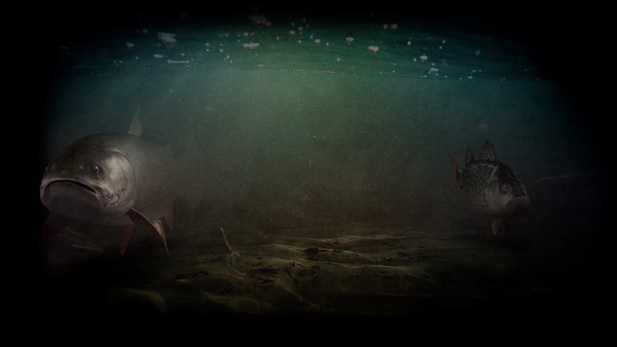 Beneath the Surface