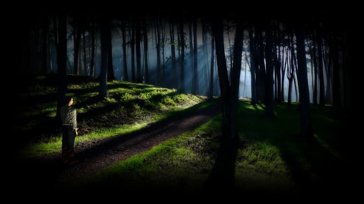 Shadowy Forest
