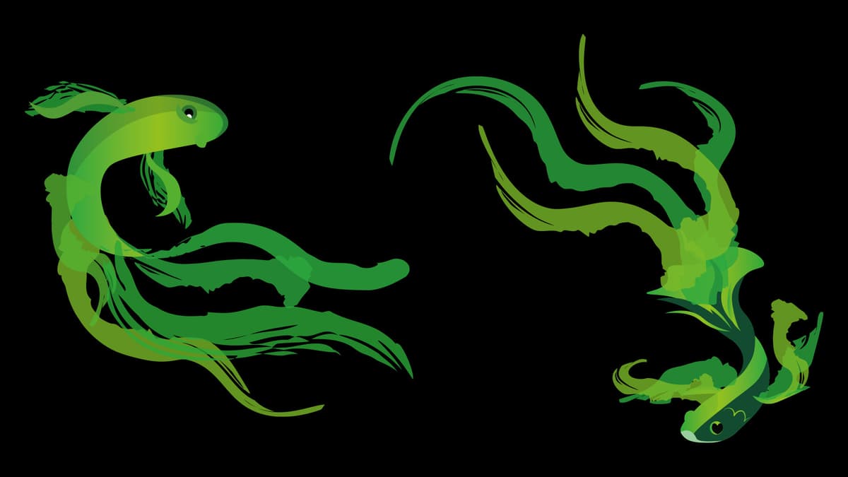 Aquarist Background (Profile Background)