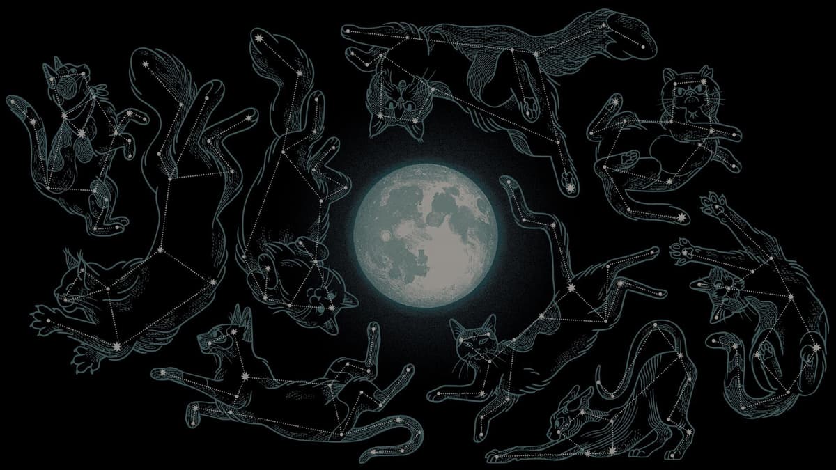 Cat Constellation