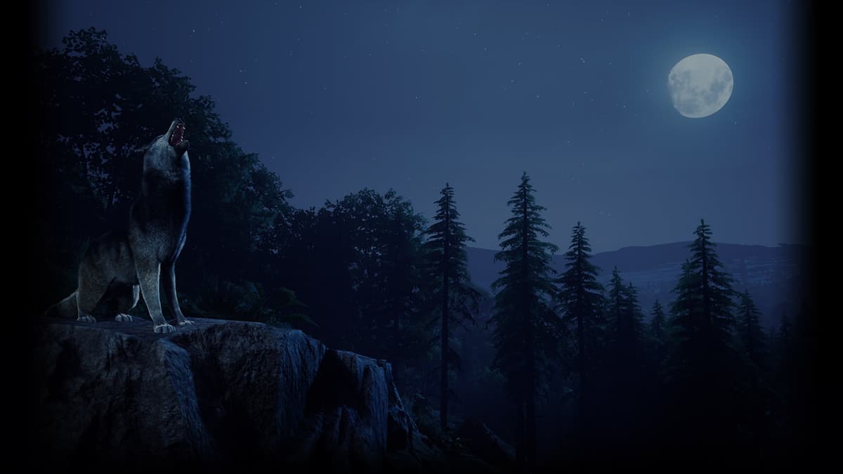 A Night Howl