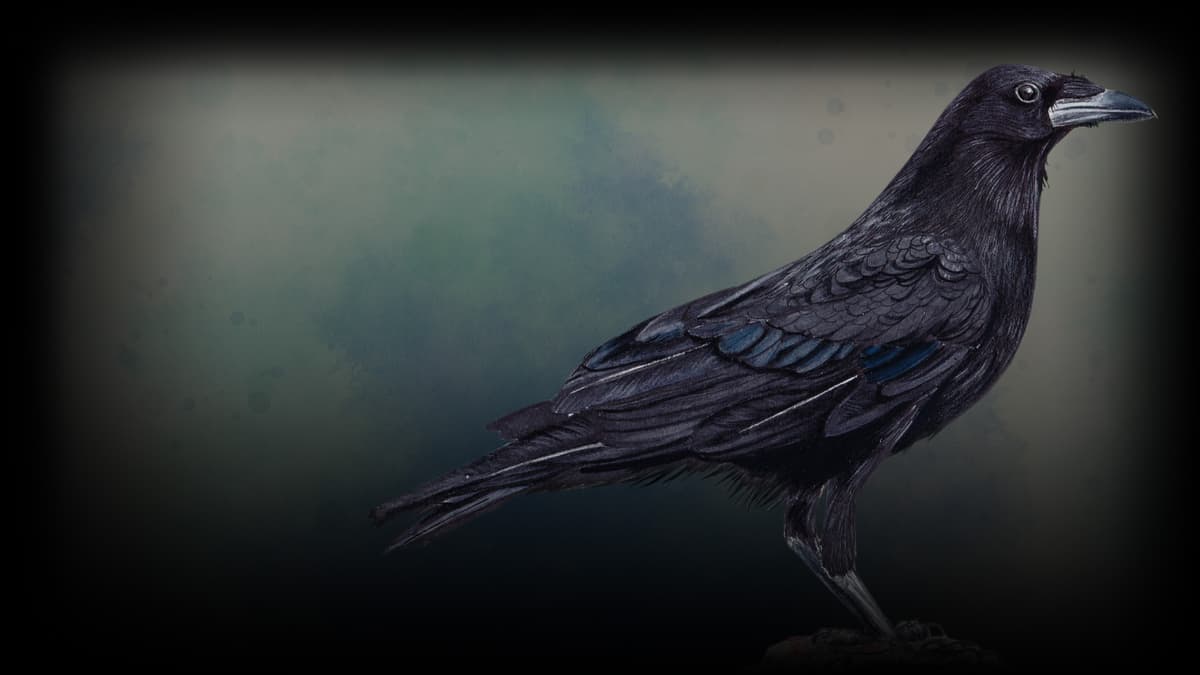 Chihuahuan Raven