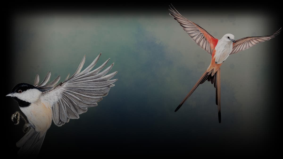 Small Birds
