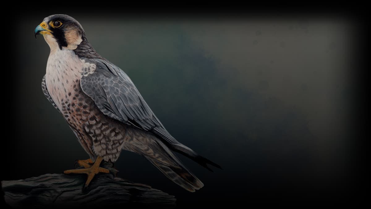 Peregrine Falcon (Profile Background)