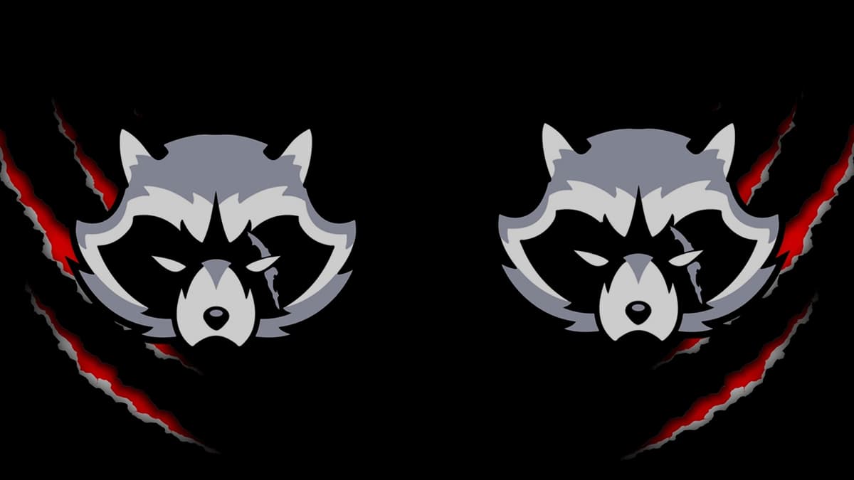 Raccoon with a scar