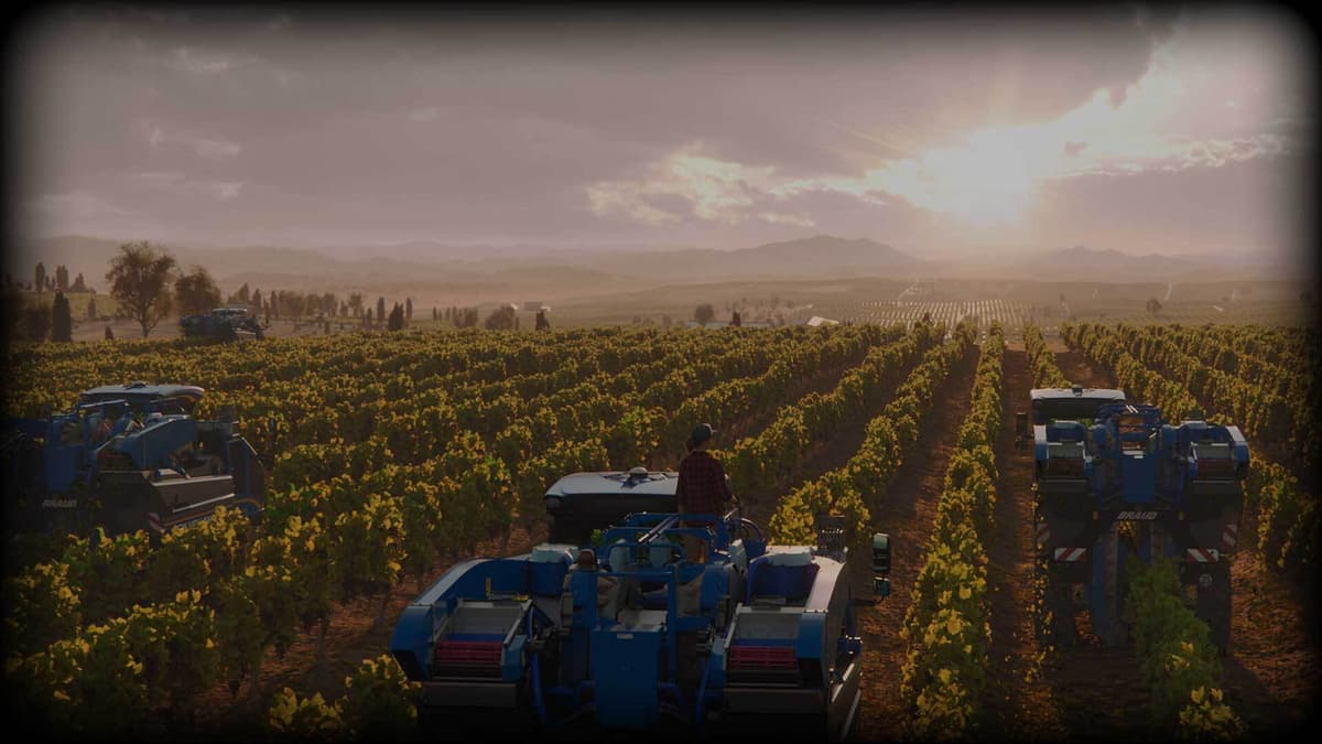 Grapes harvest