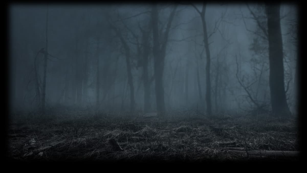 A dark foggy forest